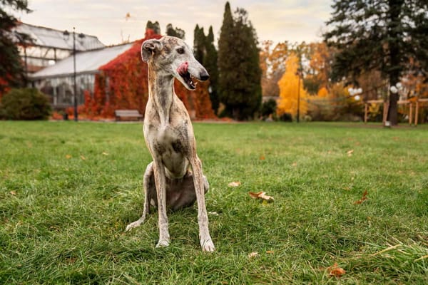 Playful, friendly greyhound dog enjoying outdoor fall scenery in a park.