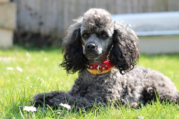 Adorable poodle with curly grey fur and red collar sitting on the grass.