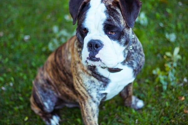 Dog looking alert, sitting on green grass in an outdoor setting.