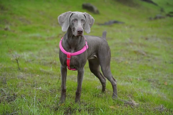 Adorable Weimaraner puppy wearing a bright pink harness on a grassy outdoor field.