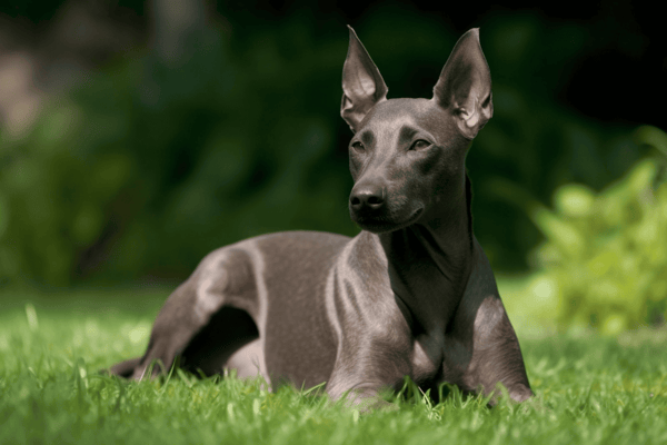 High-quality image of a sleek Miniature Pinscher lying on green grass in an outdoor setting.