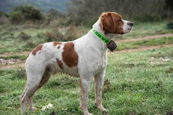 Dog outdoors in a grassy field wearing a green collar with a bell, alert and attentive.
