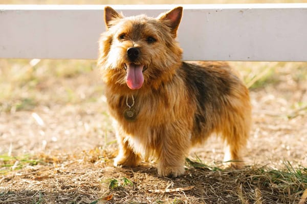 Adorable Corgi dog smiling outdoors on a sunny day, happy and energetic.
