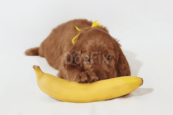 Adorable puppy with yellow ribbon playing with banana, perfect for pet and dog care content.