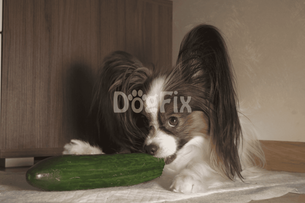Cute dog playing with fresh cucumber at home.