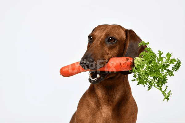 Dog with carrot in mouth, healthy pet nutrition, food delivery for dogs.