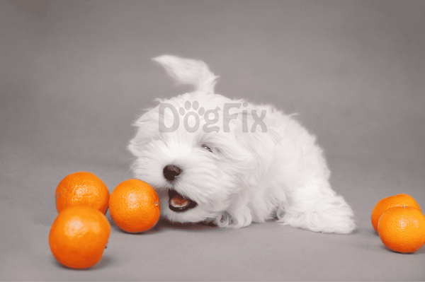 Adorable white puppy playing with oranges, promoting healthy dog treats and pet nutrition tips.