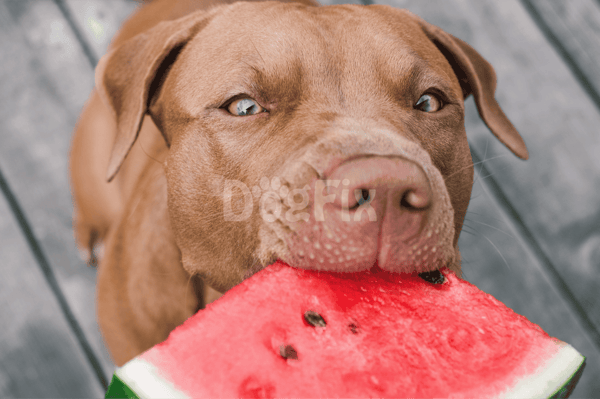 Dog enjoying a slice of juicy watermelon on a wooden deck during summer.