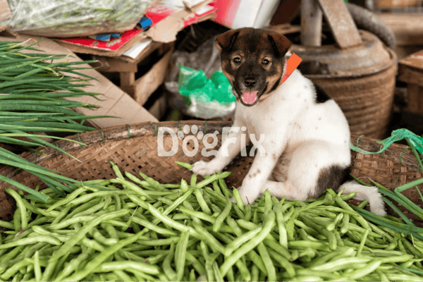 Adorable puppy with a playful expression among fresh vegetables and rustic farm elements.
