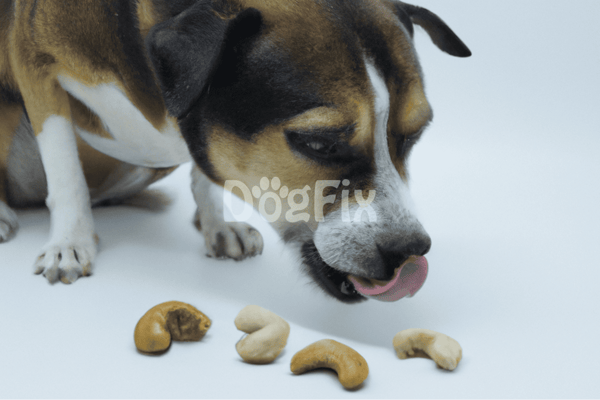 Close-up of a playful dog with a variety of healthy nuts as treats.