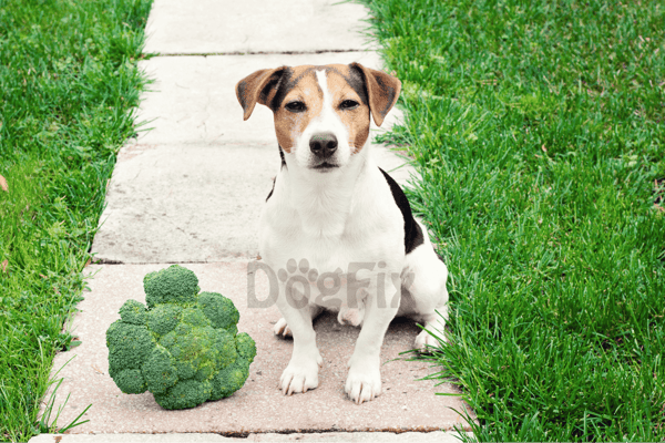 Dog sitting outdoors with broccoli, on a pathway surrounded by grass.