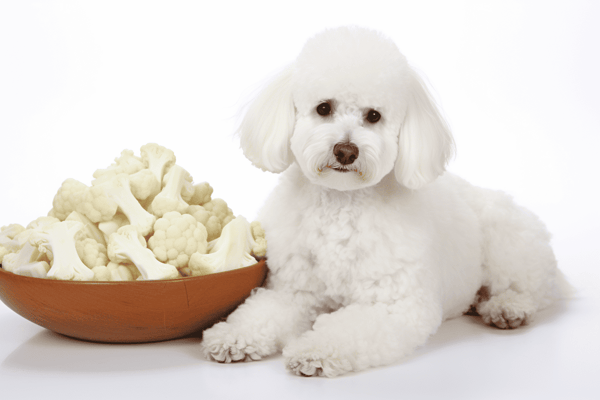 Dog with cauliflower and bones.