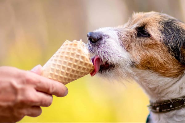 Dog licking ice cream cone, summer treat for pets, healthy dog desserts, pet-friendly ice cream.
