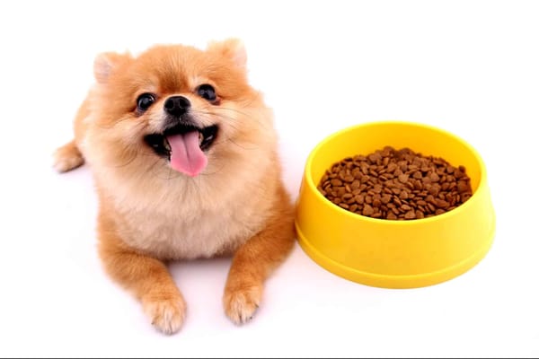 Cute Pomeranian with food bowl.