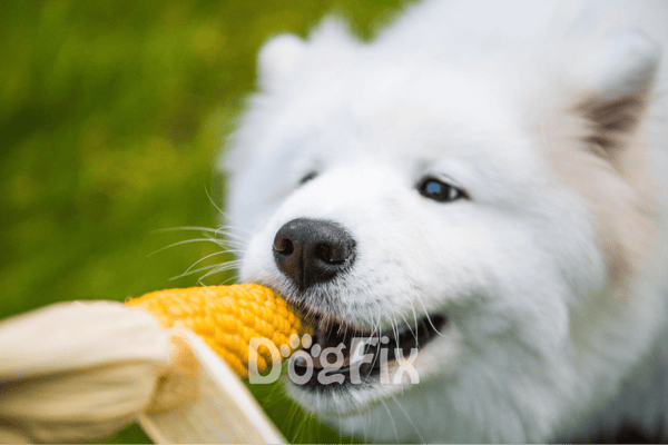 Adorable husky puppy chewing corn on the cob in a green outdoor setting.