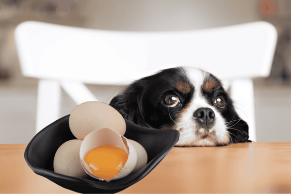 Dog sitting at table with eggs, including one cracked open, looking bored or sad.
