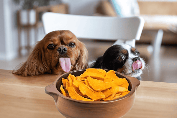 Cute dogs with their tongues out, sitting by a bowl of sliced sweet potatoes on a wooden table.