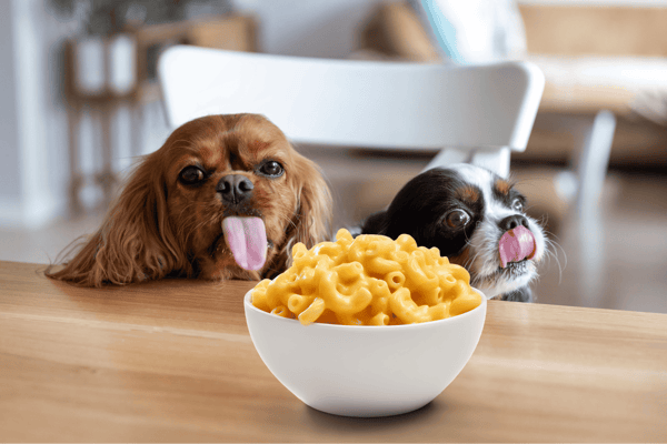 Two adorable dogs with tongues out, looking at a bowl of macaroni on the table, showcasing pet food options, Dogfix.com.
