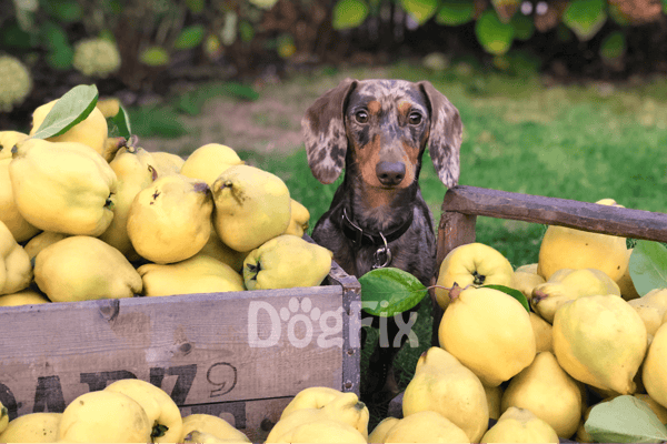 Bright image of a cute dog sitting among fresh pears in a garden setting.