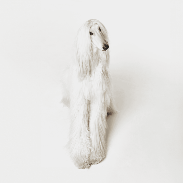 An Afghan Hound dog with long, flowing hair sitting on a plain white backdrop, showcasing breed-specific grooming and elegance.