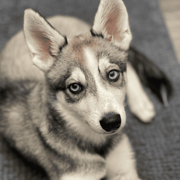 Adorable Siberian Husky puppy with striking blue eyes perfect for dog-loving households.