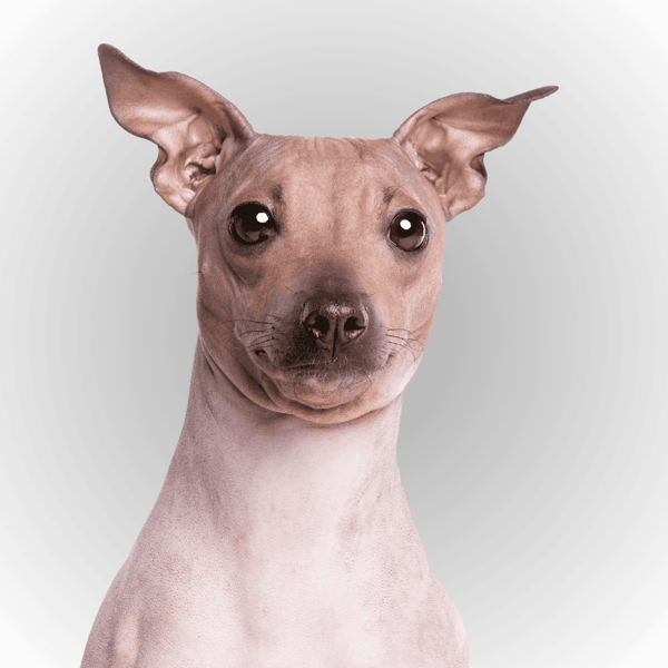 Adorable Chinese Crested dog with unique features, high-quality pet identification tag.