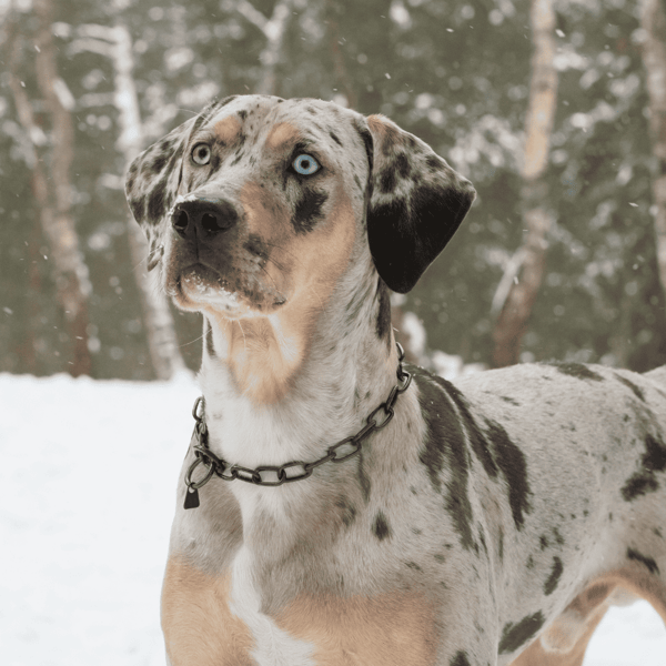 American Leopard Hound