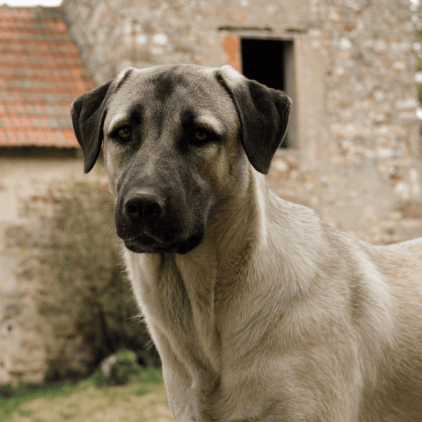 Al: Friendly Labrador Retriever dog with tan and black coat, outdoor setting for dog lovers.