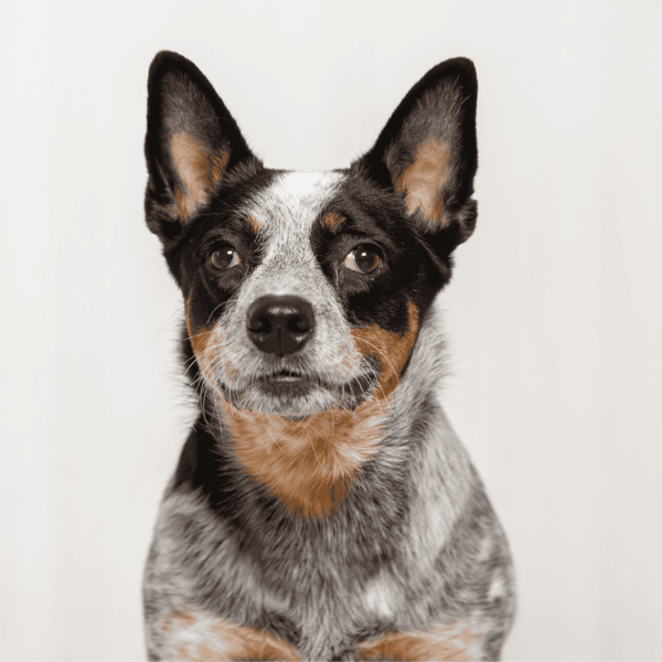 Dogfix.com - Reliable dog adoption platform.