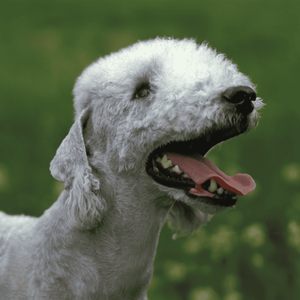 Happy dog with white curly fur enjoying outdoors.