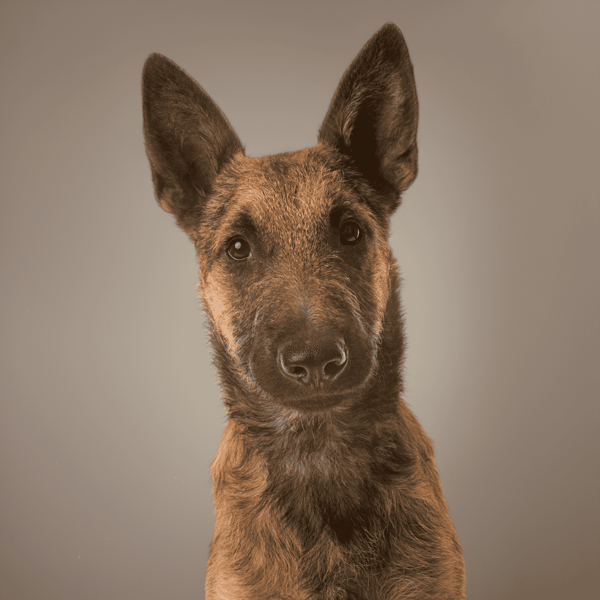 Adorable Belgian Malinois puppy portrait emphasizing dog health, training, and pet care.