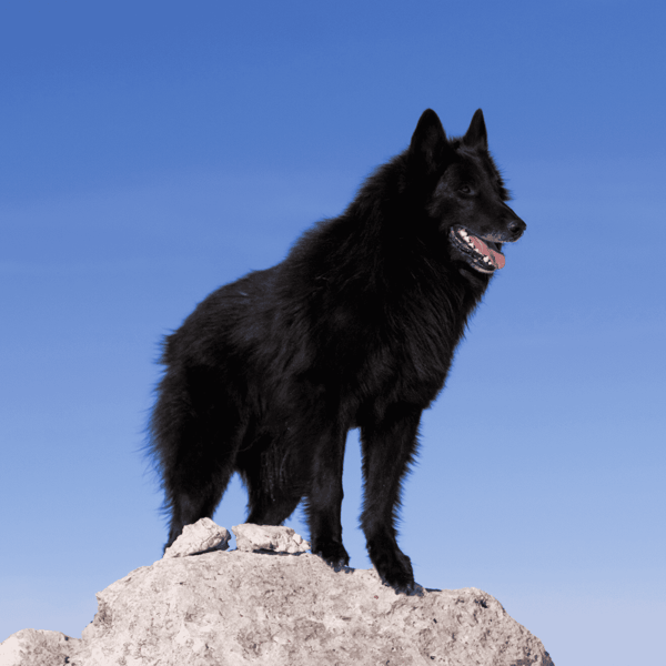 Black Belgian Sheepdog on rocky peak against blue sky.