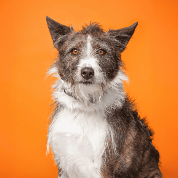 Adorable mixed-breed dog with a striking coat, sitting against a vibrant orange background.