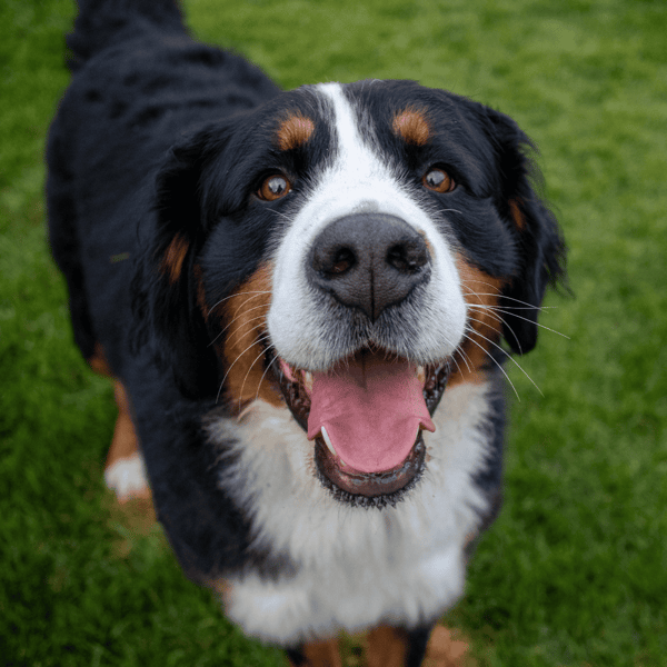 Adorable Bernese Mountain Dog enjoying time outside on green grass.