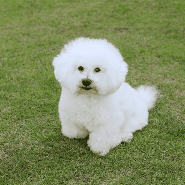 Fluffy white Bichon Frise dog sitting on green grass, perfect pet for home and outdoor adventures.