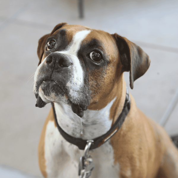 Adorable smiling dog with soulful eyes, ready for adoption or rescue, exemplifies the importance of pet rescue services.