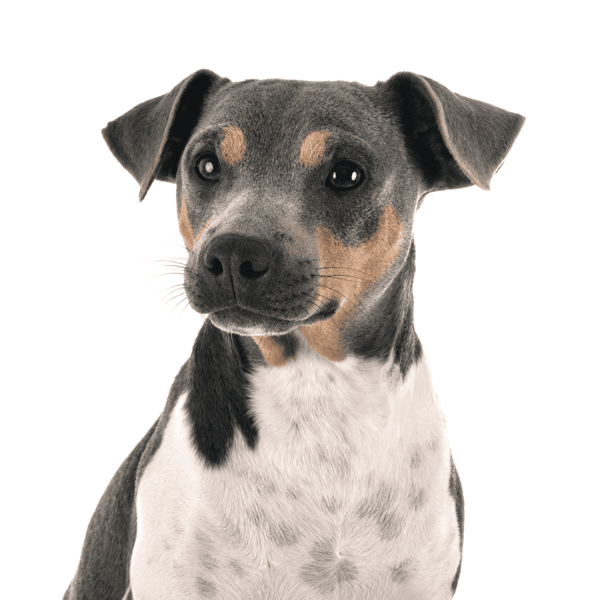 Adorable dog portrait with bright eyes and smooth fur, highlighting pet health and wellness.