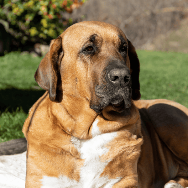 Close-up of a large, relaxed dog lying outdoors with a lush green background.