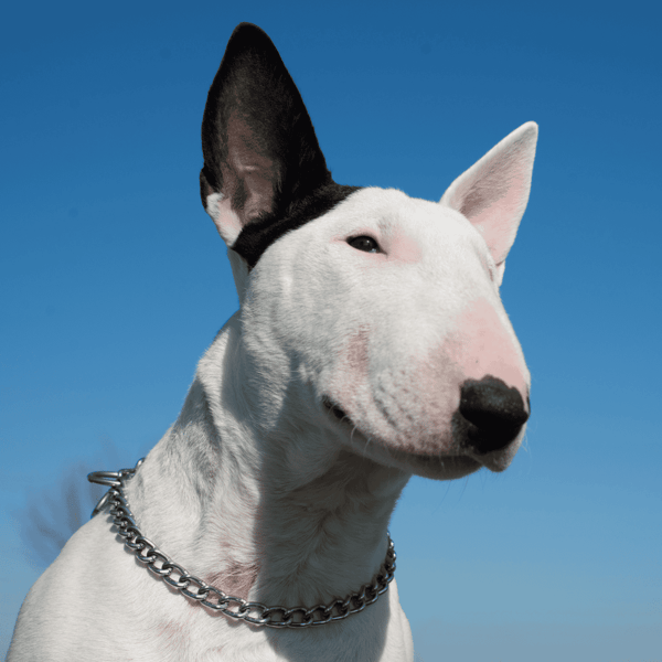 Dog breed Bull Terrier, white coat with black markings, friendly canine pet.