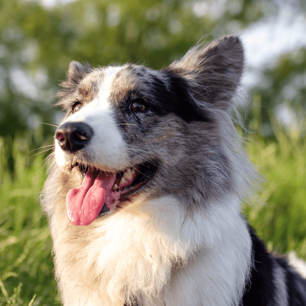 A happy Border Collie outdoors, showcasing health and vitality for dog care and training.