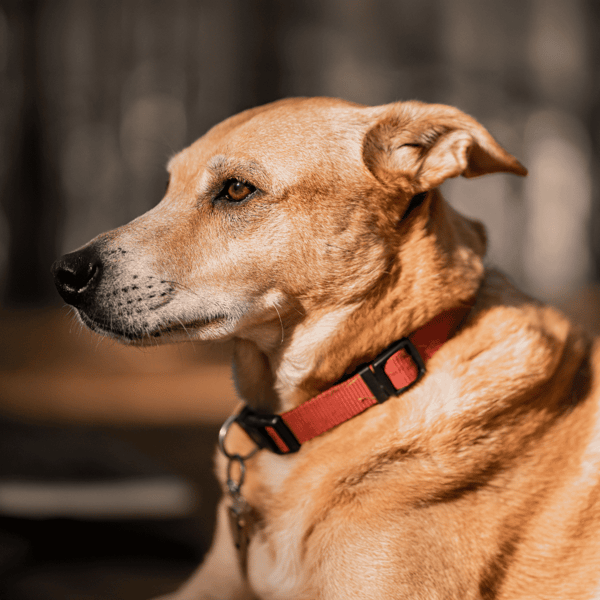 Close-up of a dog’s profile with a focused expression, wearing a red collar in natural light.