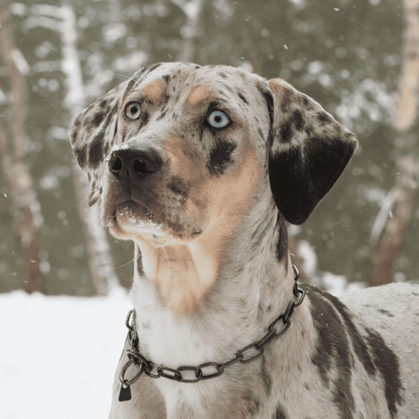 Adorable Dalmatian with blue eyes in snowy forest, close-up portrait.