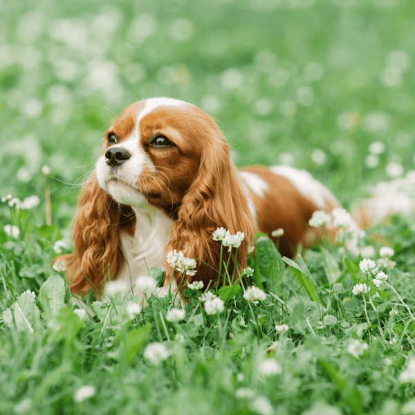 Cavalier puppy resting outdoors in a field of white flowers, showcasing a friendly dog.