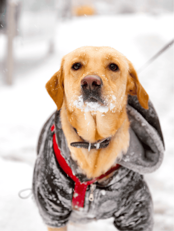 Adorable golden retriever in snowy weather wearing a stylish black and red winter coat.