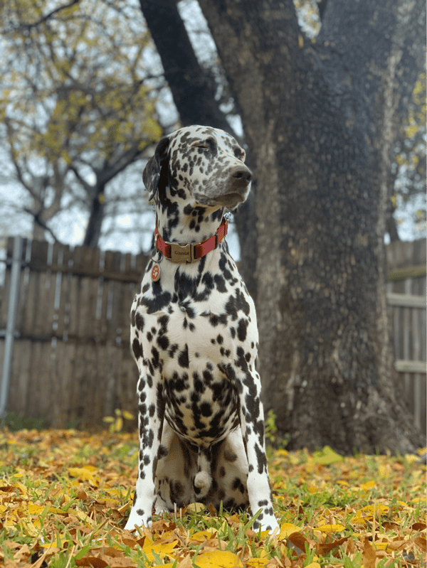 Adorable Dalmatian puppy enjoying fall in backyard with colorful leaves.