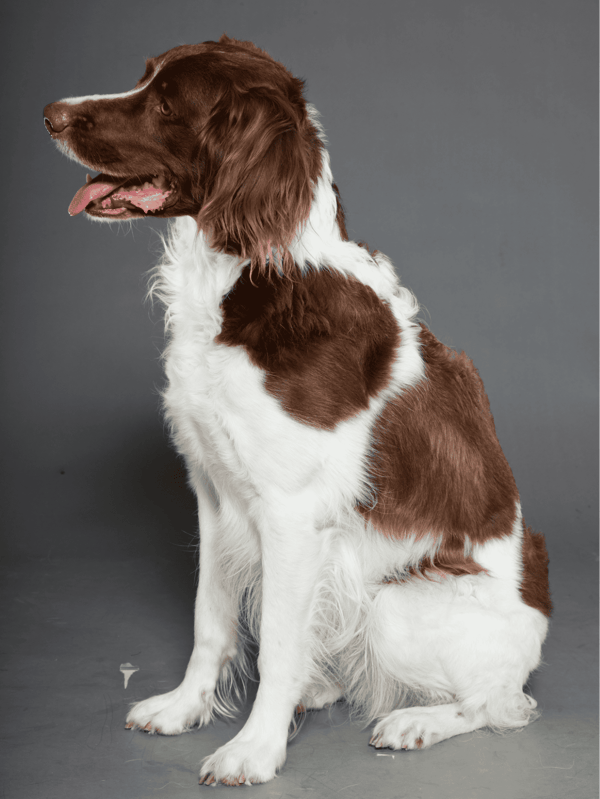 Healthy, well-groomed English Springer Spaniel dog.