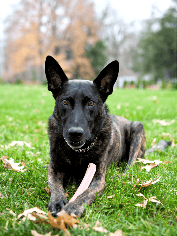 Active dog lying on grass with chew toy, enjoying outdoor playtime, highlighting dog care and training.