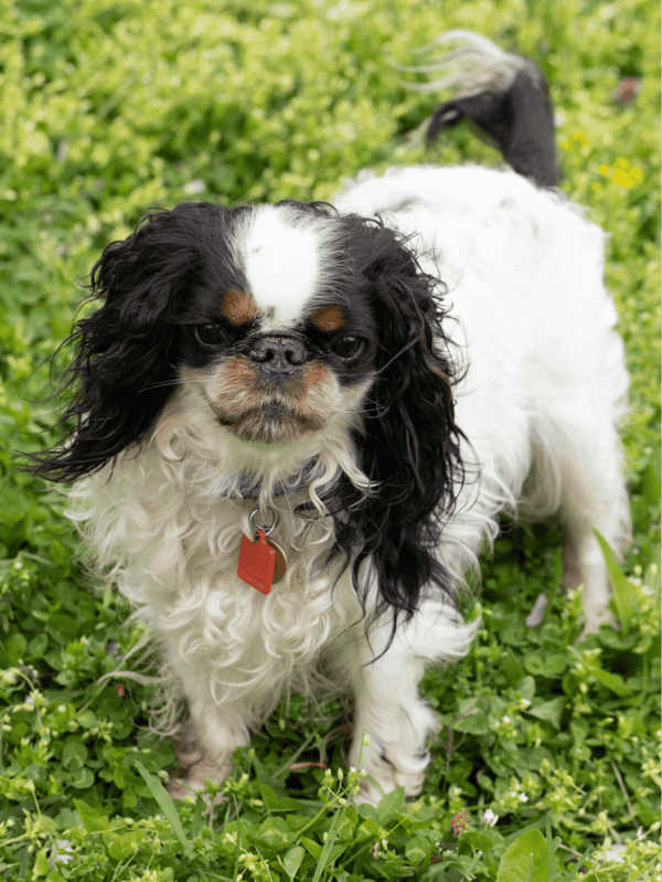 Black and white Cavalier King Charles Spaniel outside in greenery.