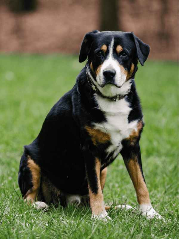 Adopt a rescued dog for a happy, healthy pet experience.