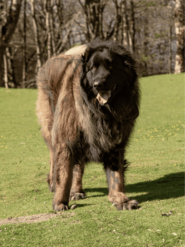 Giant fluffy Tibetan Mastiff with a thick coat hanging out in a park on a sunny day.